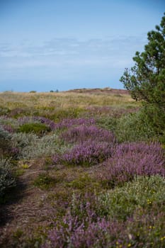 purple flowering heather fileds in the national park thy in denmark