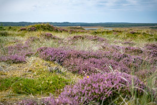 purple heather fields in the dune area in Thy National Park in Denmark with places to sit and ponds with water in the green field with heather and other plants