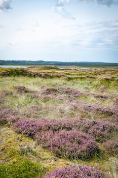 purple heather fields in the dune area in Thy National Park in Denmark with places to sit and ponds with water in the green field with heather and other plants