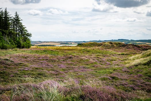 purple heather the dune area in Thy National Park in Denmark with places to sit and ponds with water in the green field with heather and other plants