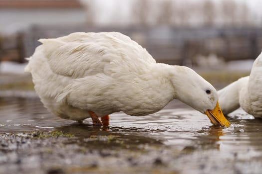 Group of white ducks gracefully stand atop the tranquil body of water.
