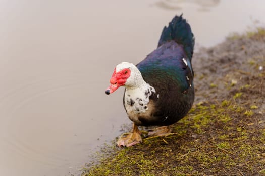 Muscovy duck, with distinctive black and white plumage, stands gracefully beside a tranquil body of water on a farm.