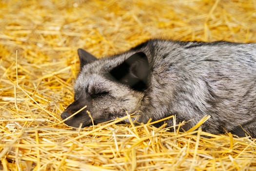 Black browed fox is captured in a tranquil rest, nestled within the warm embrace of golden straw.