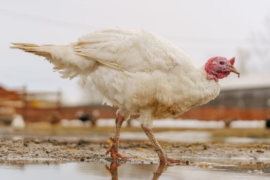 Rural countryside landscape with broad breasted domestic turkey.
