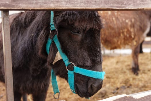 Donkey feeds on hay, showcasing its strength and elegance in the peaceful setting.