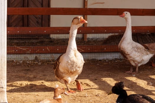 Geese group are peacefully coexisting within a fenced-in area on a farm