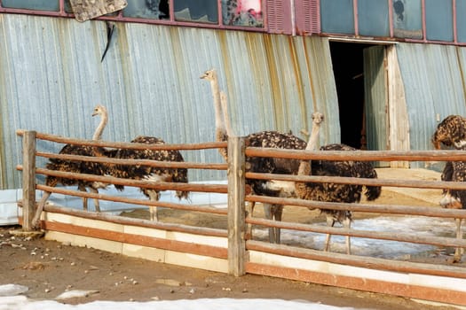 Group of ostriches standing tall and proud next to a sturdy wooden fence, showcasing.