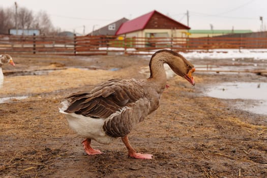 Geese standing in a row next to each other on a farm. Selective focus