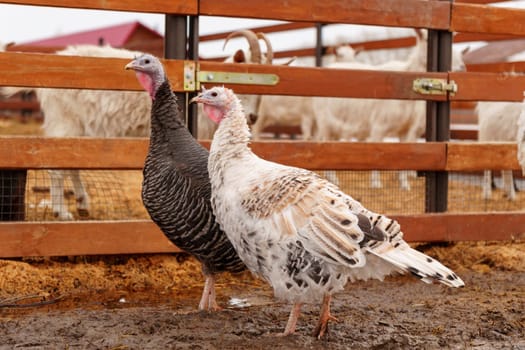 Turkey in the village selective focus. Poultry farm, suburban wildlife