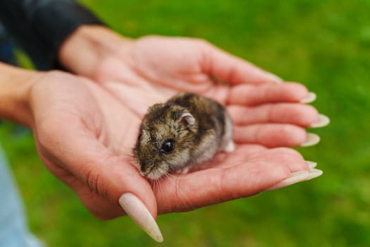 A gentle hamster exploring open hands in a lush green setting during a sunny afternoon