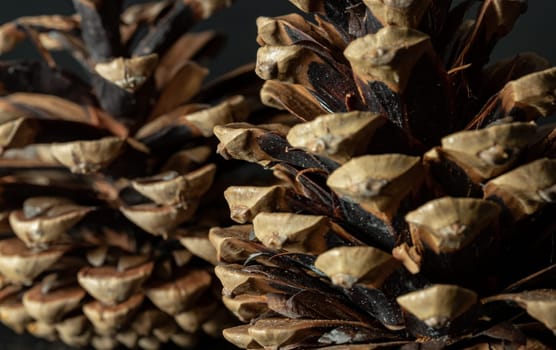 Large pine cones on dark background. Pine cones nice and dry and some are open up, Light and Shadow, Space for text, Selective focus.