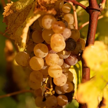 Noble rot of white wine grape, botrytised grapes in sunshine, Sauternes, France. High quality photo