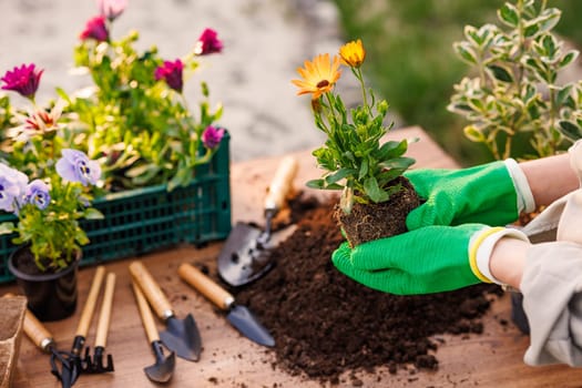 gardener planting flowers in garden close up on sunny day, garden care, gardening concept