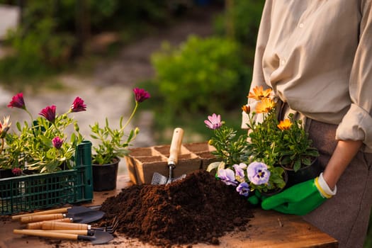 gardener planting flowers in garden close up on sunny day, garden care, gardening concept