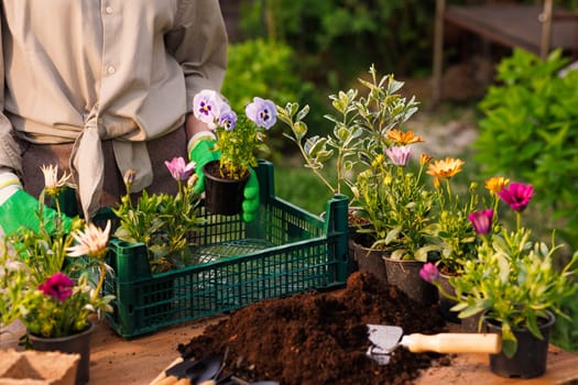 gardener planting flowers in garden close up on sunny day, garden care, gardening concept