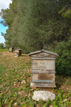 A single beehive in a natural setting with surrounding trees, bee hive in the countryside, beekeeping, nature concept in mallorca, spain balearic islands,