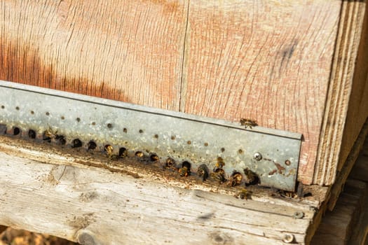 Detailed view of bees at the entrance of a wooden beehive, bee hive in the countryside, beekeeping, nature concept in mallorca, spain balearic islands,