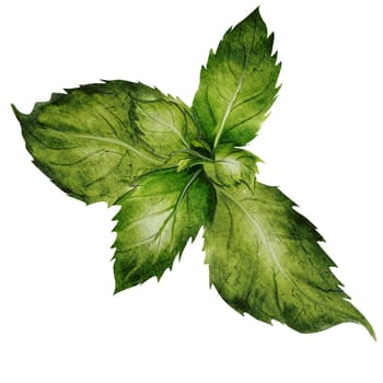 Mint watercolor. Hand drawn plant peppermint on isolated white background. Clip art botanical realism. Ideal for logo and packaging of household chemicals, natural cosmetics and various drinks. High quality illustration