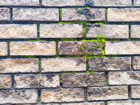 Growth of green moss on textured brick wall revealing natural elements in a damp environment.