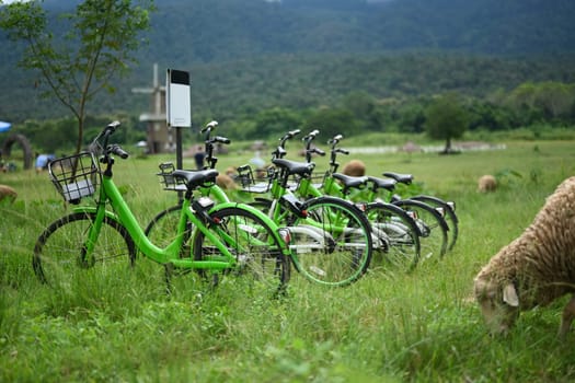 Scene is peaceful and serene with rental bikes and a sheep grazing grass nearby.