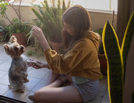 Little woman enjoying a cute moment with her yorkie at home. Free lifestyle concept. Moments of calm and happiness. Puppy lovers