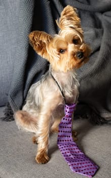 Close up picture of a little yorkie in party mode with a funny pose.Cute shot for pet lovers, vets and pet shops. Cute moments of puppy concept .Grey background