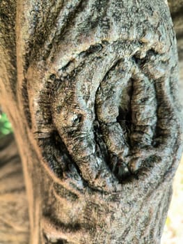 trunk and hollow of old tree, texture nature plants summer, botany, botanical garden flora. High quality photo