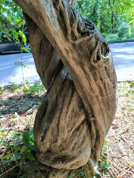 trunk and hollow of old tree, texture green nature plants summer, botany, botanical garden flora. High quality photo