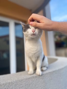 Content white and gray cat enjoys the gentle touch of a human hand on its head, sitting peacefully on a ledge. Companionship between humans and animals in a serene setting.
