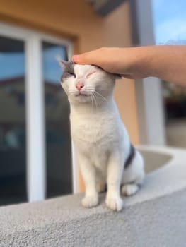 Content white and gray cat enjoys the gentle touch of a human hand on its head, sitting peacefully on a ledge. Companionship between humans and animals in a serene setting.