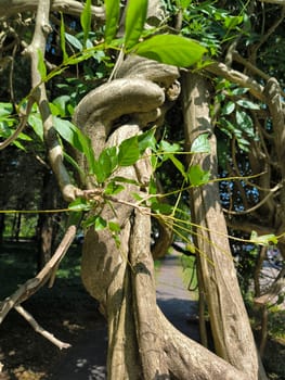 trunk branches and hollow of old tree, texture green leaves nature plants summer, botany, botanical garden flora. High quality photo