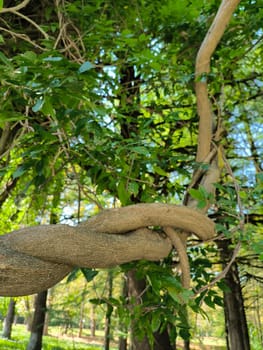 trunk branches and hollow of old tree, texture green leaves nature plants summer, botany, botanical garden flora. High quality photo