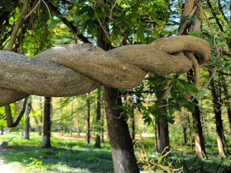 trunk branches and hollow of old tree, texture green leaves nature plants summer, botany, botanical garden flora. High quality photo