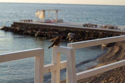 A small sparrow perches on a white fence by the beach, with the calm sea and a distant pier in the background, creating a serene and tranquil coastal scene