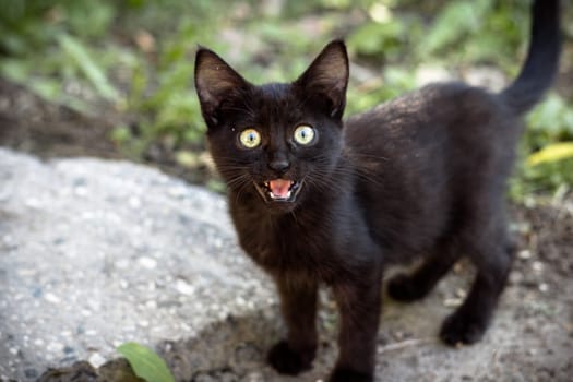A cute black kitten meowing while sitting on a gray stone, creating an adorable moment with its tiny paws and curious expression