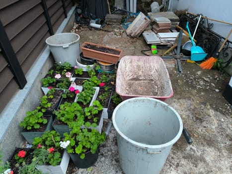 flowers red white geranium plants green leaves seedlings in pots, tools inventory bucket botanical garden species variety. High quality photo