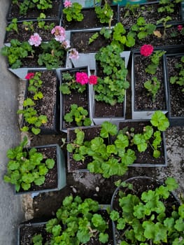 flowers red white geranium plants green leaves seedlings in pots, botanical garden species variety, background landscape summer frame. High quality photo