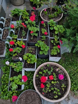 flowers red white geranium plants green leaves seedlings in pots, botanical garden fl;ora species variety. High quality photo