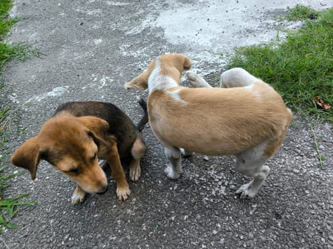two cute brown dogs puppies animals, pets, breed, nature. High quality photo