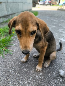 One cute brown dog pet, puppies animals, pets, breed, nature outdoor, frandly. High quality photo