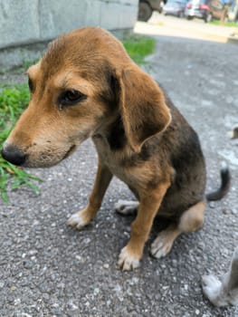 One cute brown dog pet, puppies animals, pets, breed, nature outdoor, frandly. High quality photo