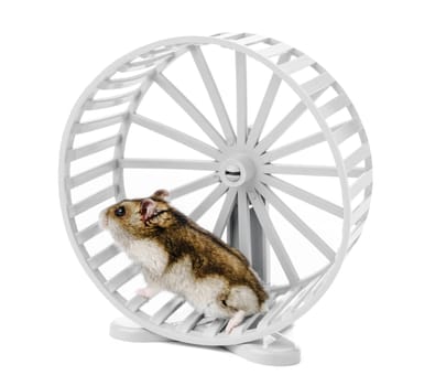 A playful hamster exercises energetically in a white wheel on a bright white background