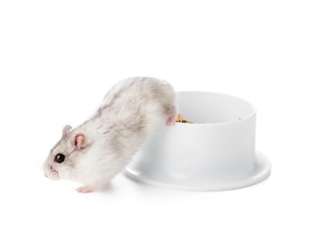 A curious hamster stands upright beside a clean white bowl in a minimalist indoor setting close up