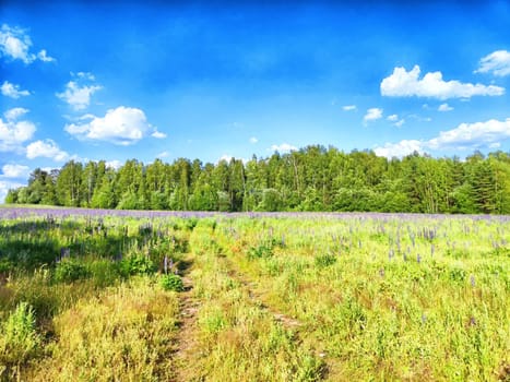 The landscape features a colorful wildflower field with tall blooms, bordered by trees, under a clear blue sky and bright sunlight.