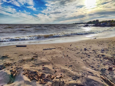 A dog stands on the beach, looking at the waves under a clear blue sky.