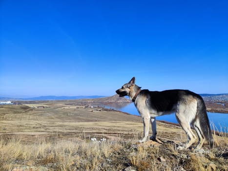 The German shepherd enjoys a scenic view, gazing over the peaceful lake on a clear, sunny day, surrounded by rolling hills.