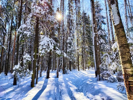 Winter Panorama in Snowy Forest With Sun Flare. Sunlight pierces through snow-laden trees in a tranquil forest