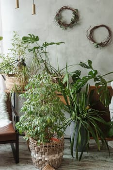 A fragment of the interior with a variety of indoor plants and plaster sculptures. Urban jungle concept. Biophilia design.