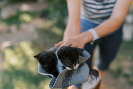 Young woman holding little kittens in a hat looking out. Cropped. Faceless. High quality photo