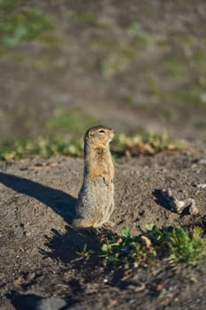 A curious little squirrel stands upright on its hind legs, intently observing its vibrant and lively habitat
